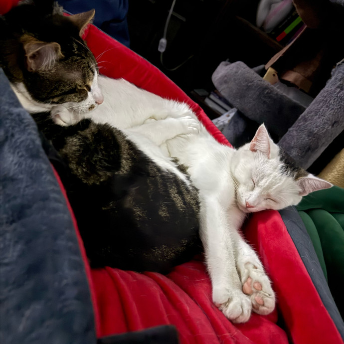 Cozy Cat Care