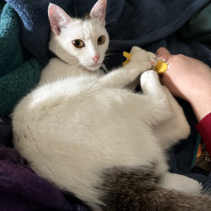 Cozy Cat Care photo 3