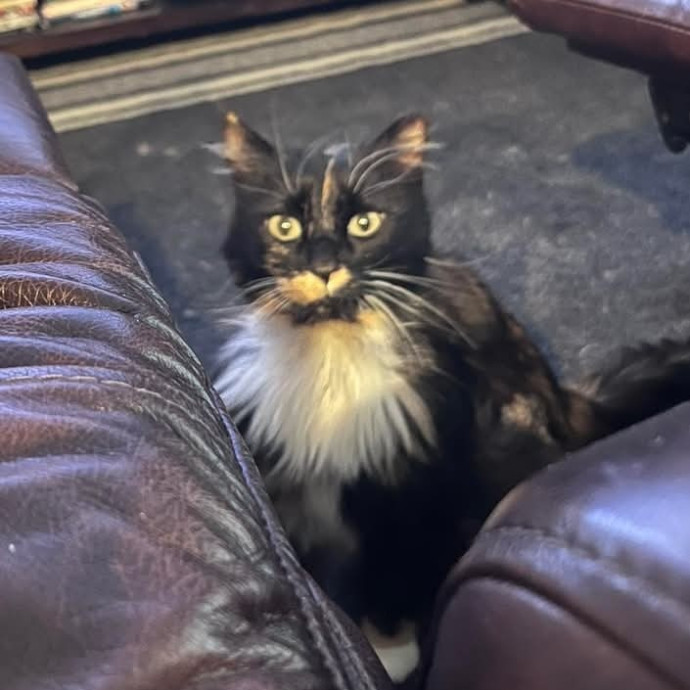 Purrfect Kitty Care