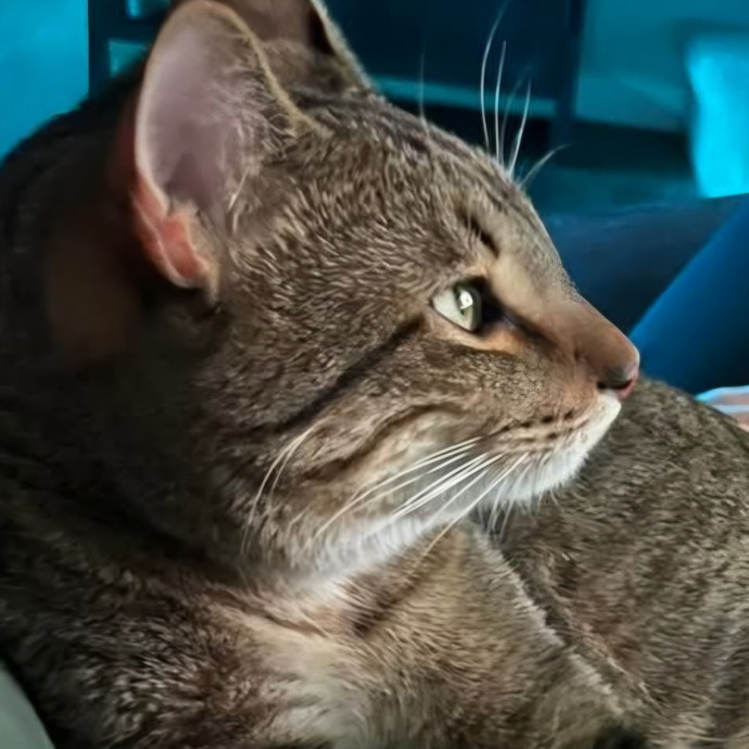 Purrfect Kitty Care