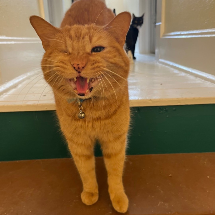 Purrfect Kitty Care