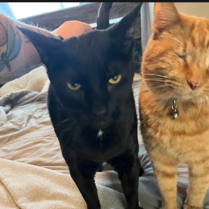 Darcie C.