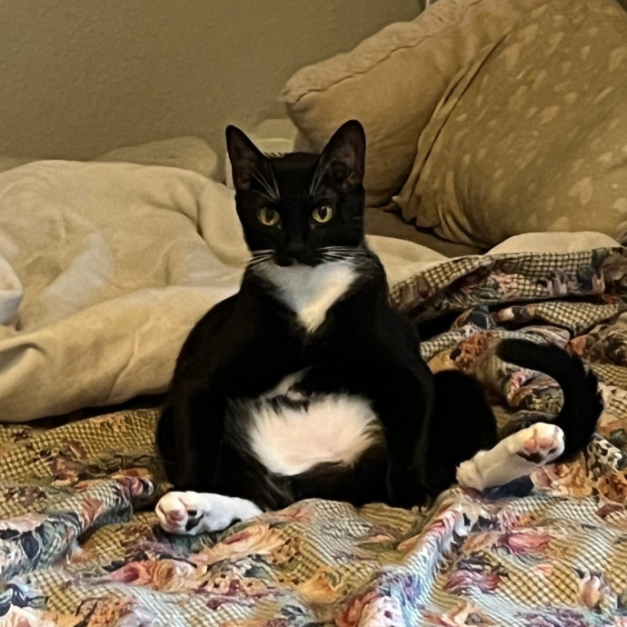 Purrfect Kitty Care photo 3