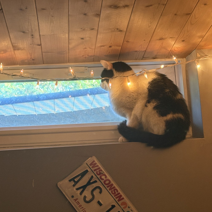 Biggest Cat Lover