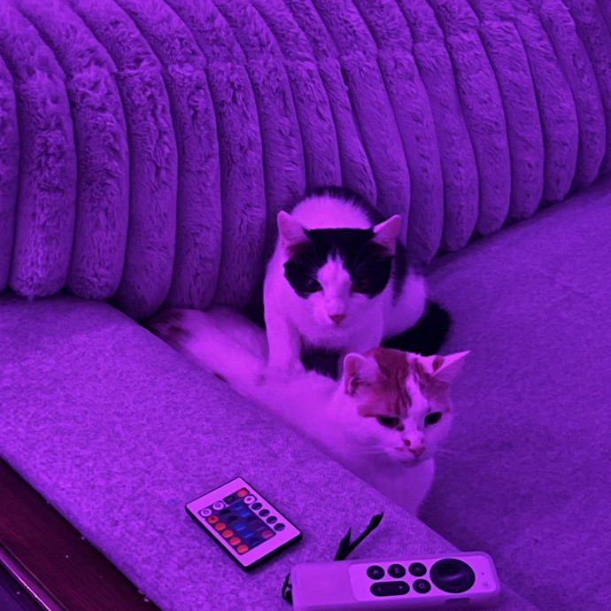 Biggest Cat Lover photo 2