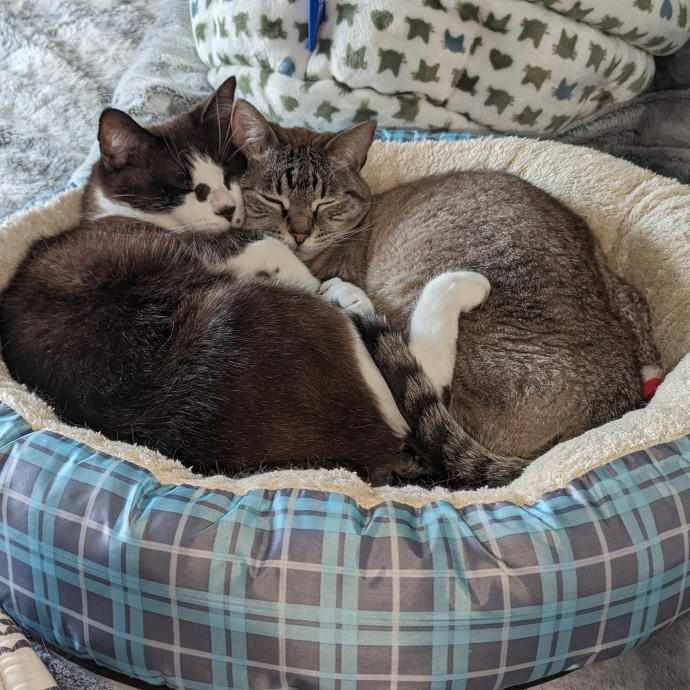 Companion Care