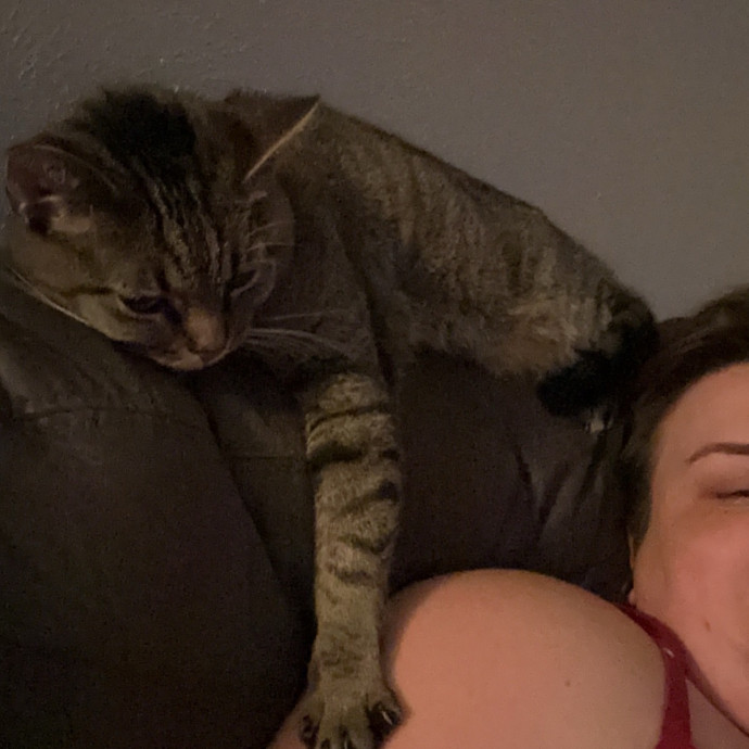 The Purrfect Sitters