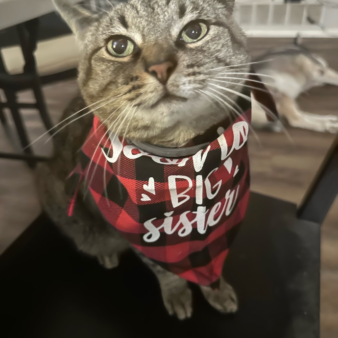 The Purrfect Sitters