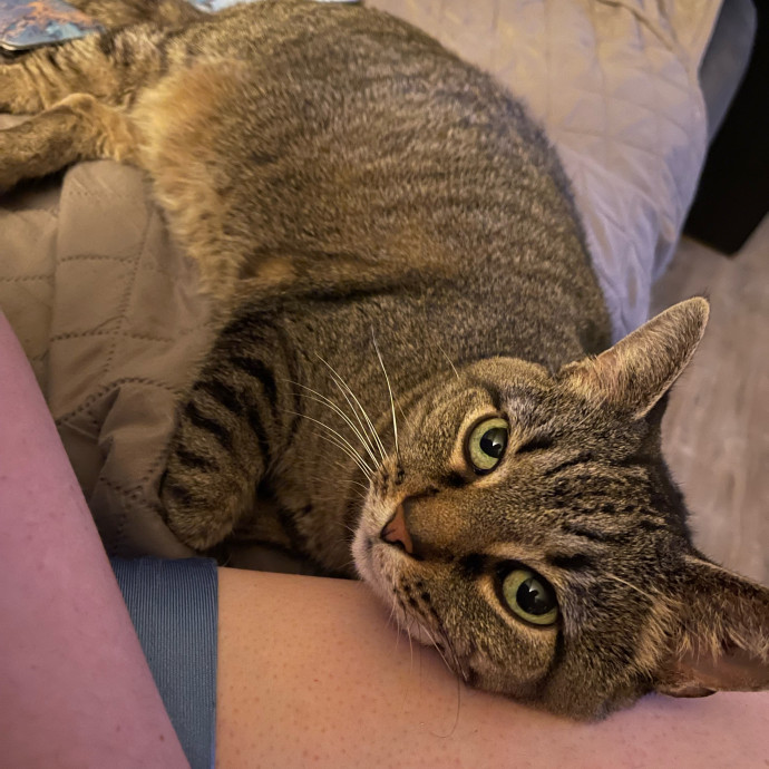 The Purrfect Sitters