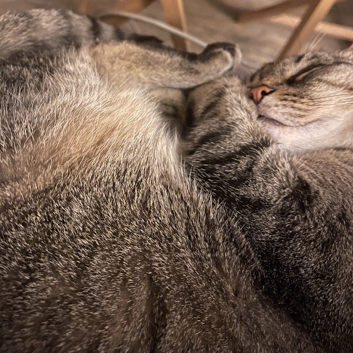 The Purrfect Sitters