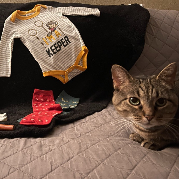 The Purrfect Sitters photo 3