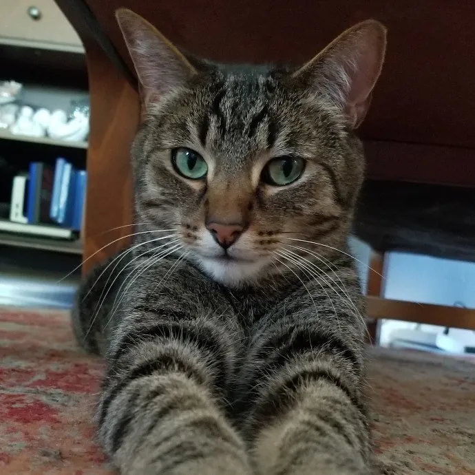 A Loving And Dependable Cat Sitter