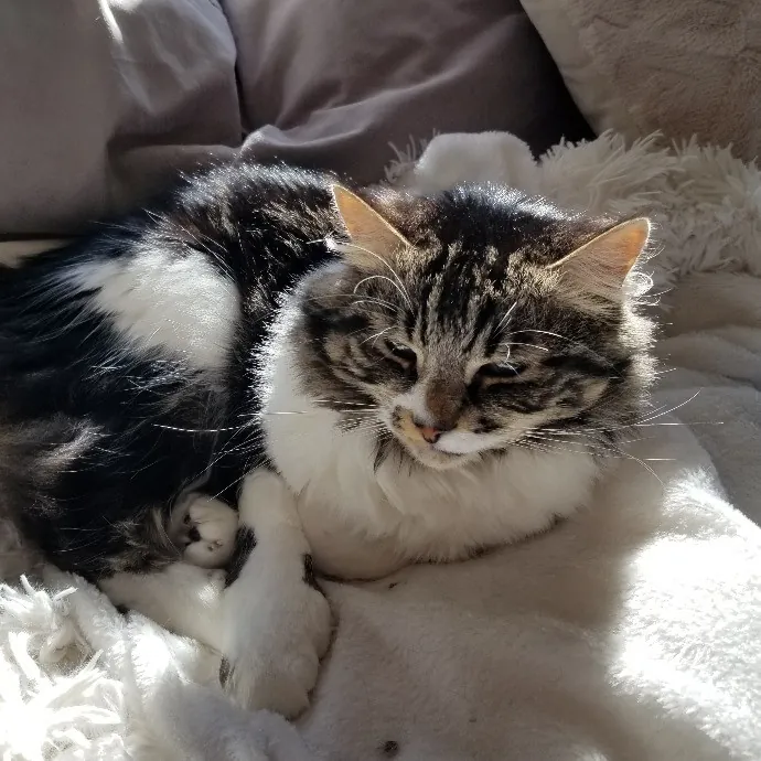 A Loving And Dependable Cat Sitter