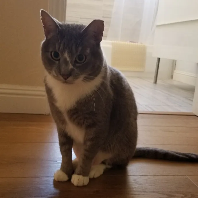 A Loving And Dependable Cat Sitter