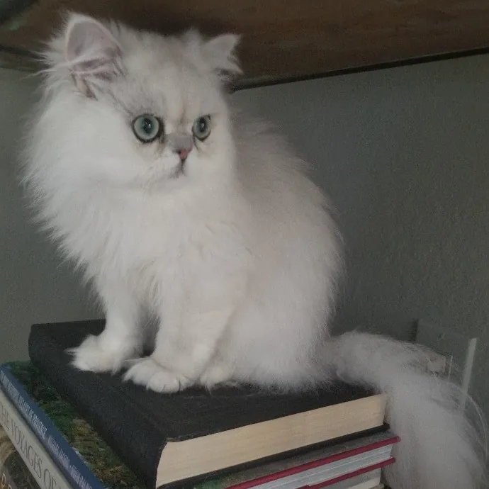 A Loving And Dependable Cat Sitter