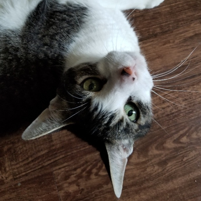 A Loving And Dependable Cat Sitter