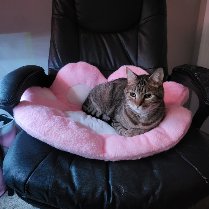 Special Needs Kitty Momma