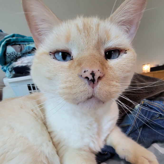 Special Needs Kitty Momma photo 3