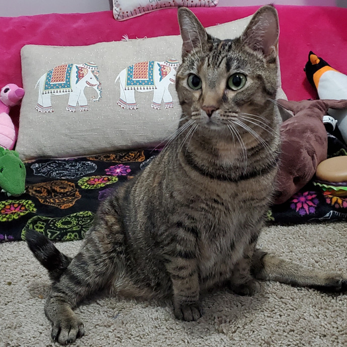 Special Needs Kitty Momma photo 2