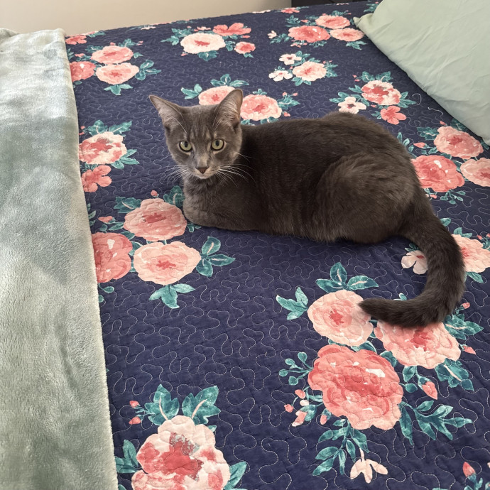Purr-Fect Cat Care While You're Away