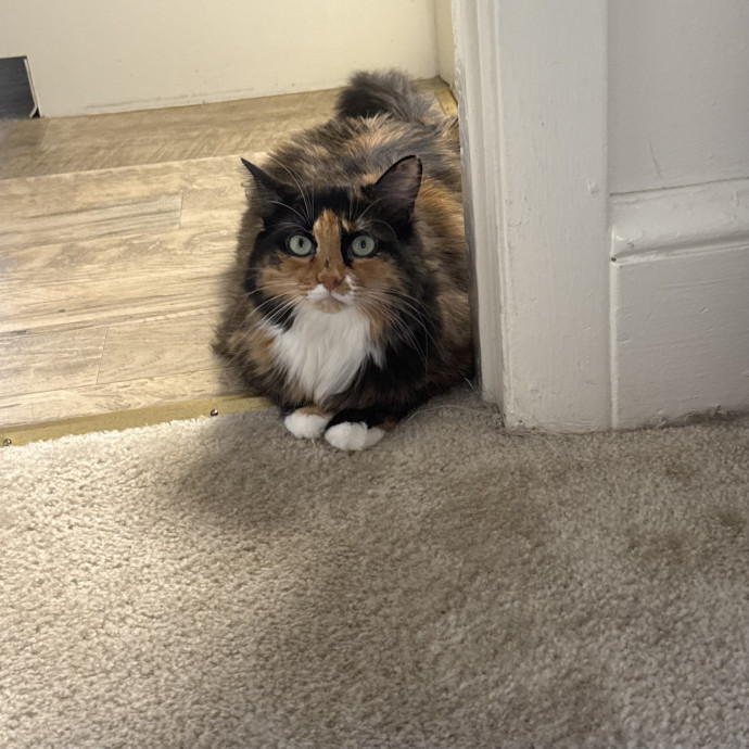 Purr-Fect Cat Care While You're Away
