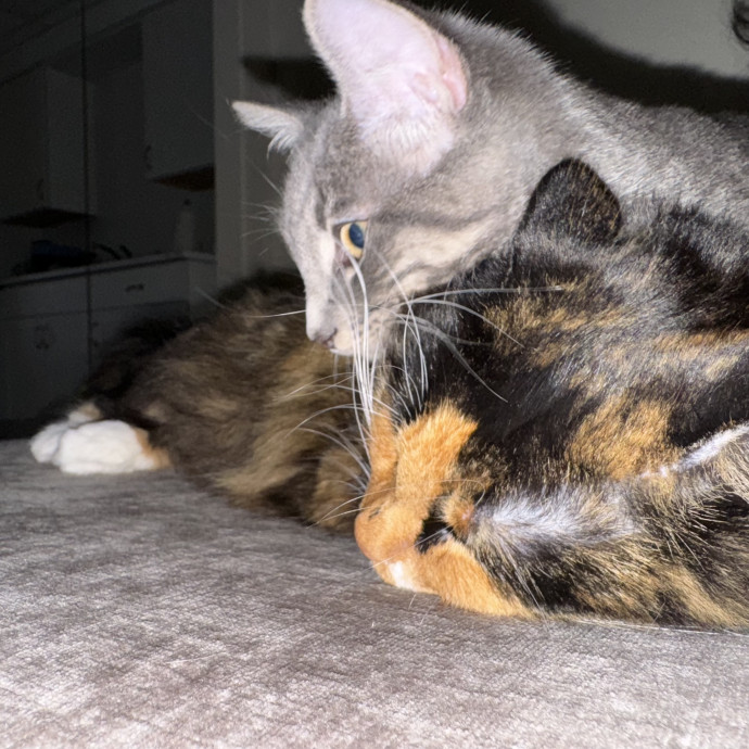 Purr-Fect Cat Care While You're Away