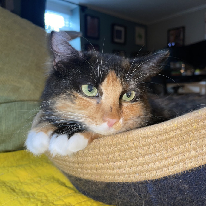 Purr-Fect Cat Care While You're Away photo 3