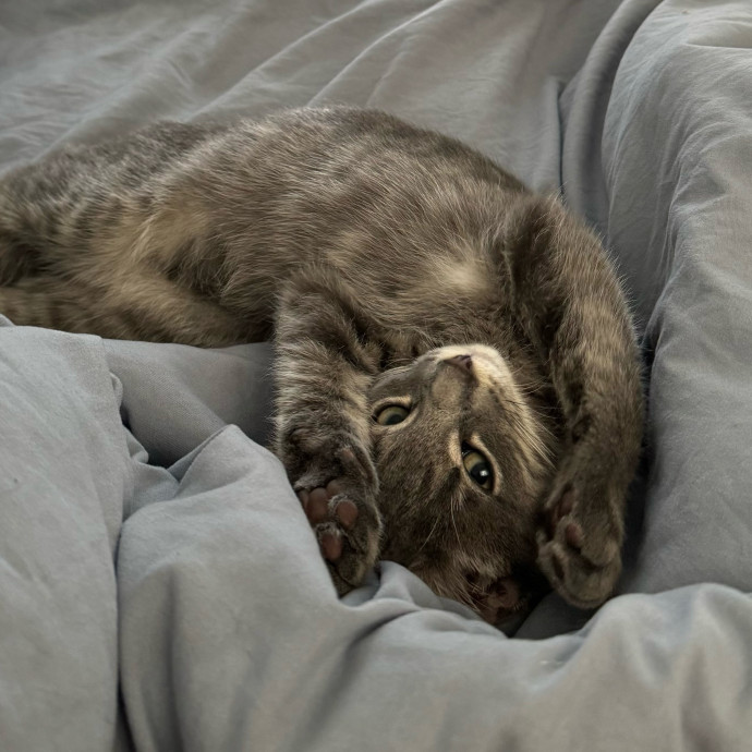 Purr-Fect Cat Care While You're Away photo 2