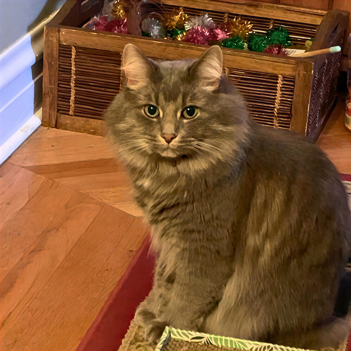 Daniella's Kitty Care