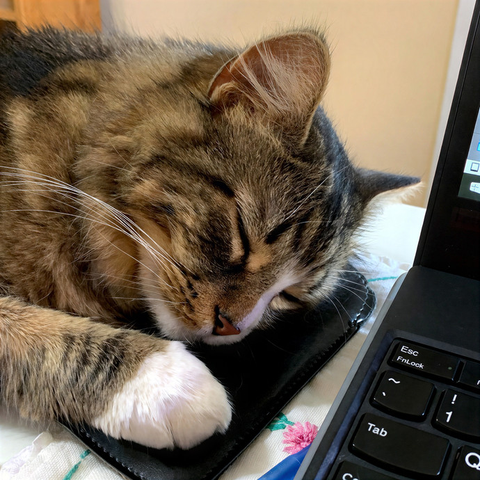 Daniella's Kitty Care photo 3