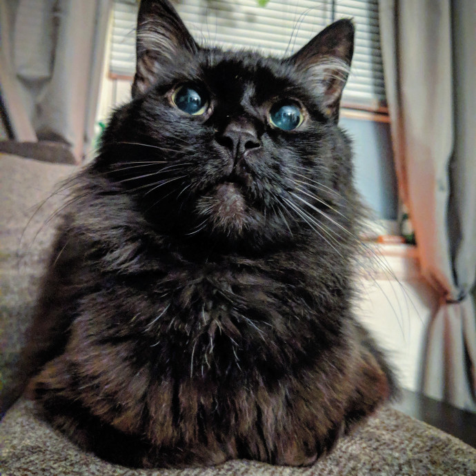 Pdx Veterinary Purrfessional Cat Care