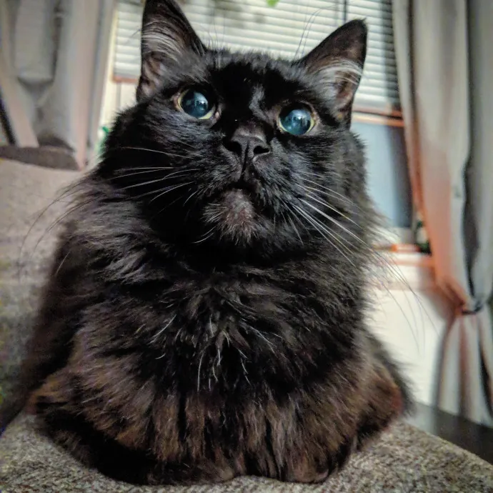 Pdx Purrfessional Cat Care By A Vet Tech