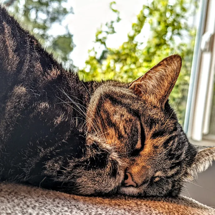 Pdx Purrfessional Cat Care By A Vet Tech photo 4