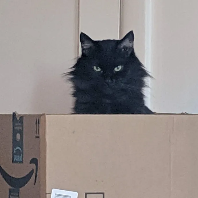 Pdx Purrfessional Cat Care By A Vet Tech photo 3