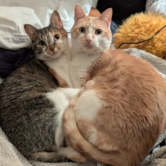 Pdx Purrfessional Cat Care By A Vet Tech photo 2