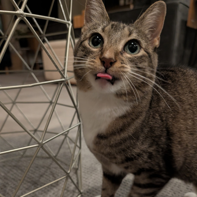 Pdx Veterinary Purrfessional Cat Care