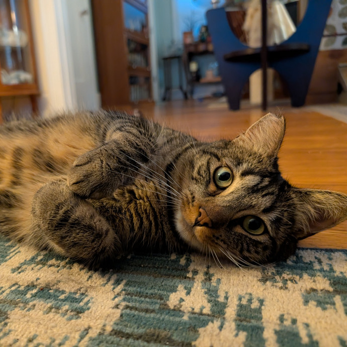Pdx Veterinary Purrfessional Cat Care