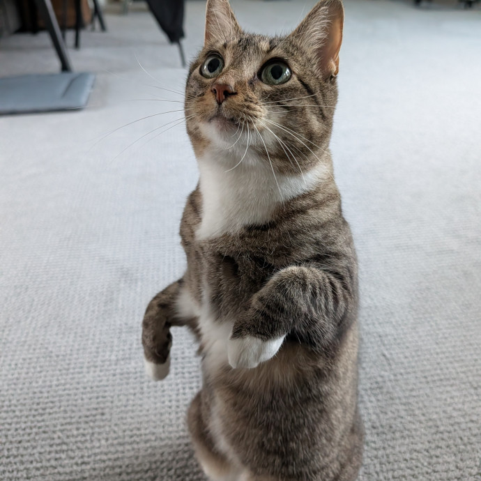 Pdx Veterinary Purrfessional Cat Care