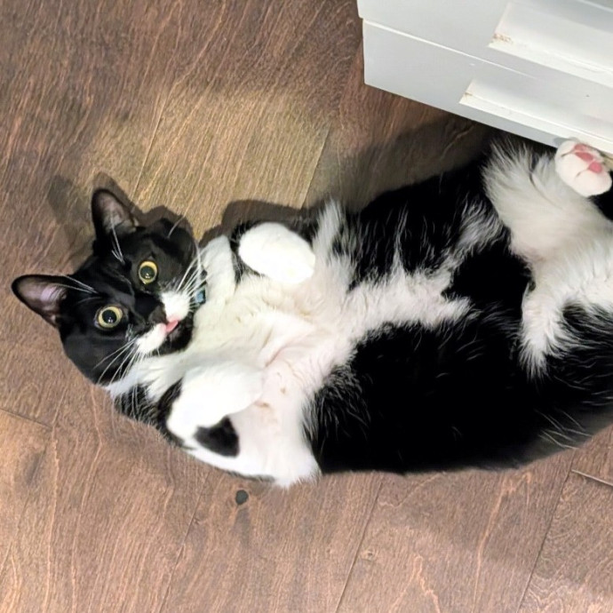 Pdx Veterinary Purrfessional Cat Care