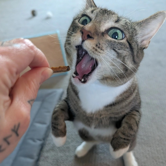 Pdx Veterinary Purrfessional Cat Care