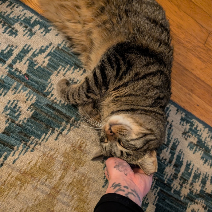 Pdx Veterinary Purrfessional Cat Care