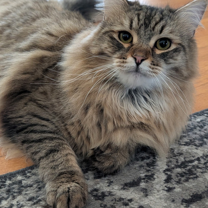 Pdx Veterinary Purrfessional Cat Care
