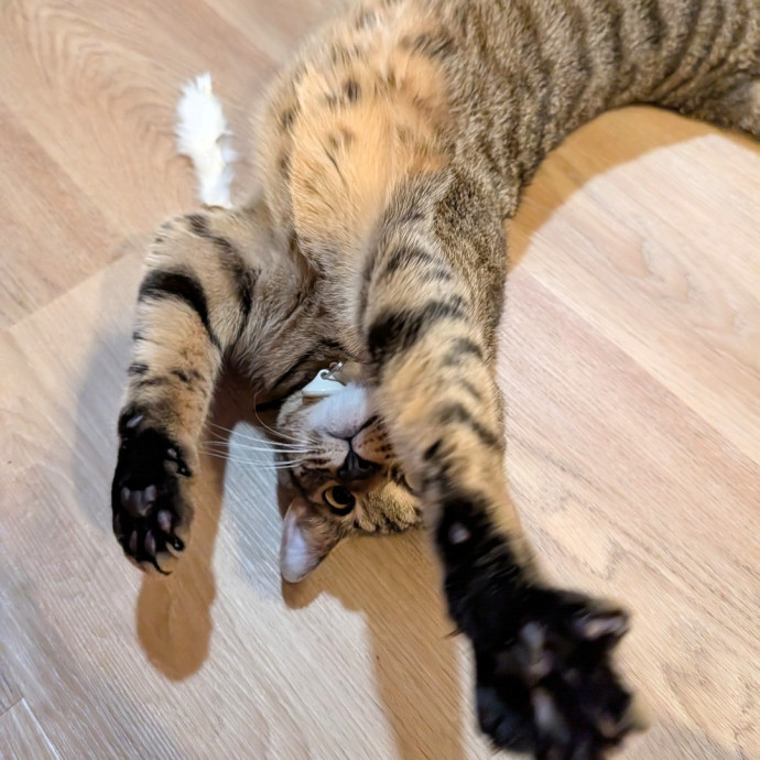 Pdx Veterinary Purrfessional Cat Care