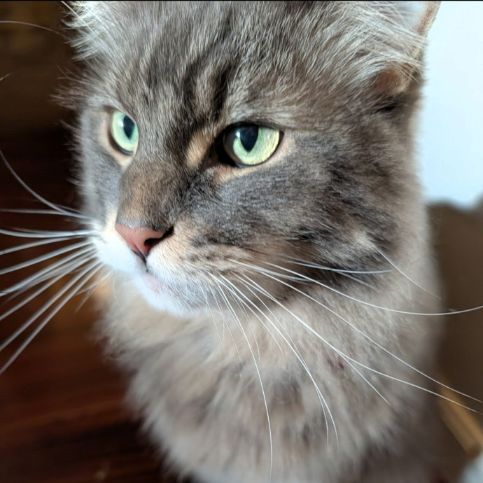 Pdx Veterinary Purrfessional Cat Care