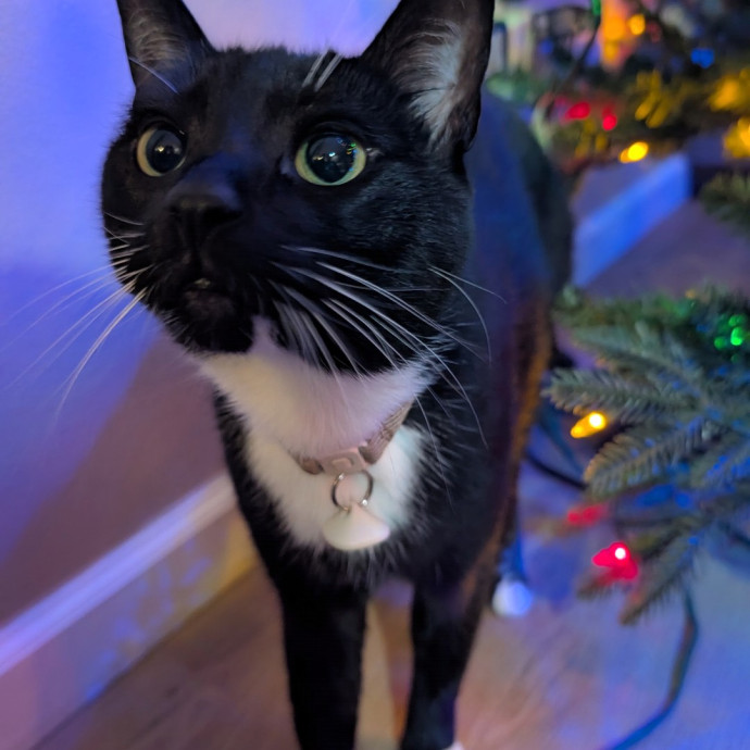 Pdx Veterinary Purrfessional Cat Care