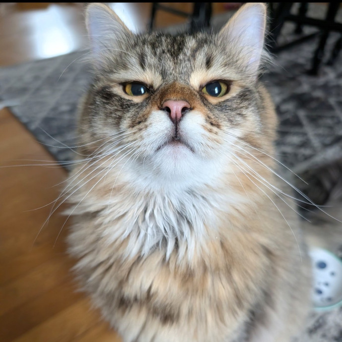 Pdx Veterinary Purrfessional Cat Care