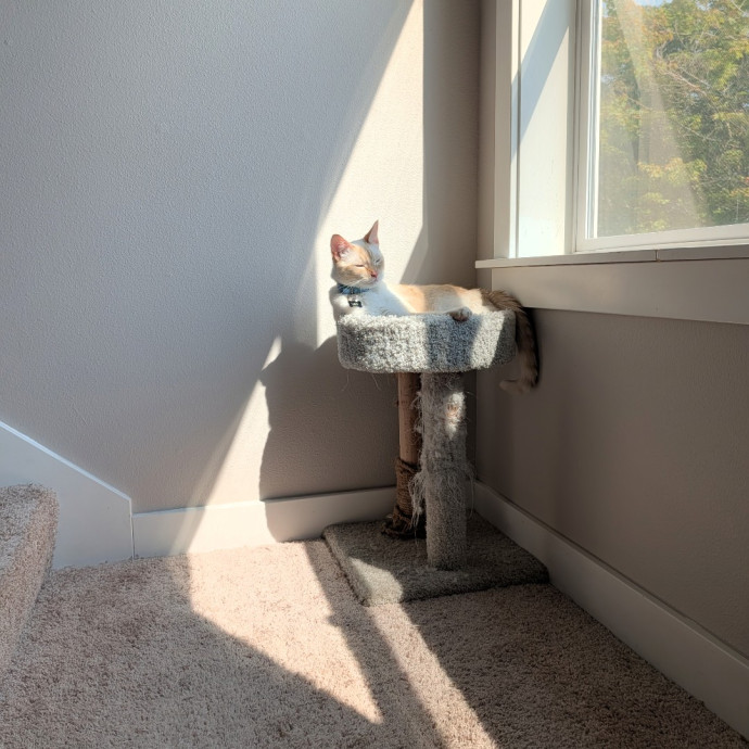 Pdx Veterinary Purrfessional Cat Care