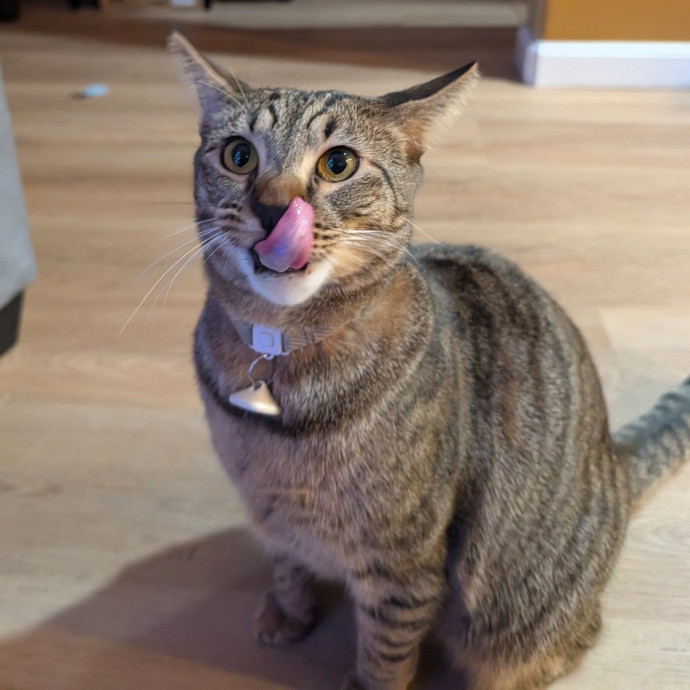 Pdx Veterinary Purrfessional Cat Care