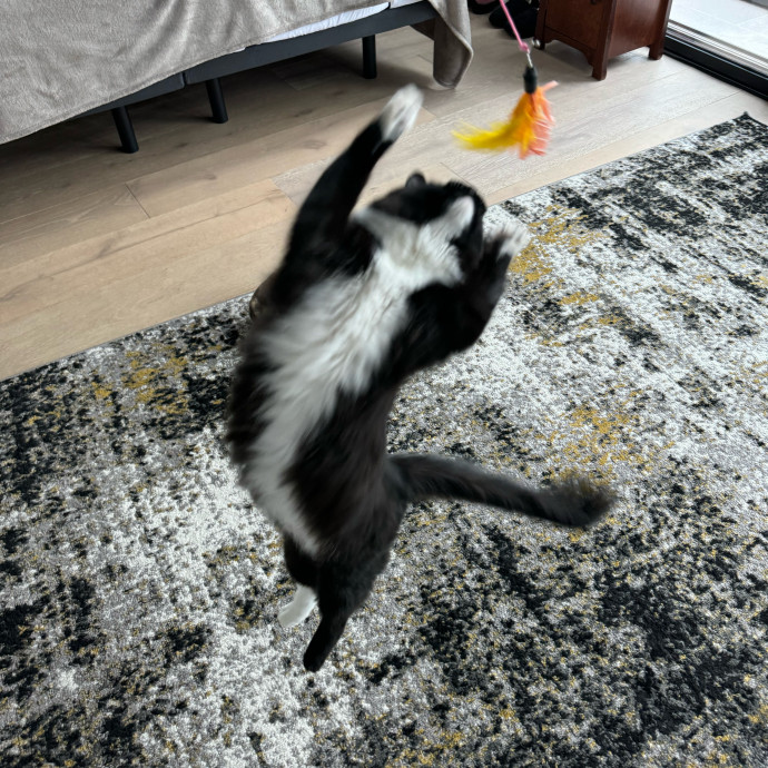 Lyndsey's Loving Cat Care photo 2