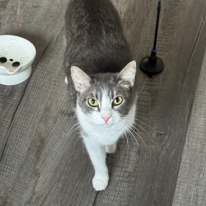 Lyndsey's Loving Cat Care photo 2